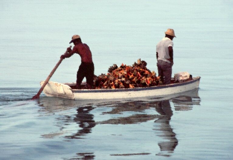 Click to See Next Image